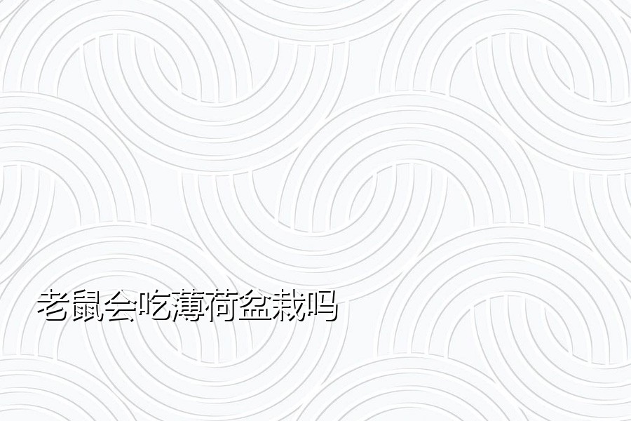 老鼠会吃薄荷盆栽吗